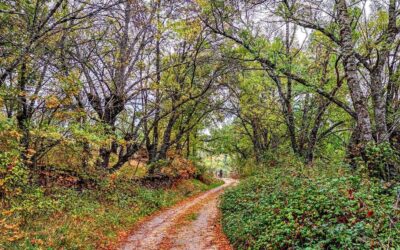 Maravillas de la Sierra del Rincón